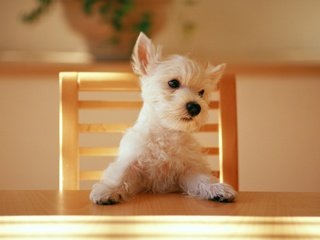 Обои стол, стул, щенок, table, chair, puppy разрешение 2560x1600 Загрузить