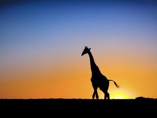 Обои солнце, закат, жираф, the sun, sunset, giraffe разрешение 1920x1200 Загрузить