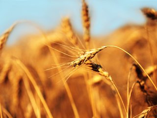 Обои поле, пшеница, хлеб, колос, field, wheat, bread, ear разрешение 2560x1600 Загрузить