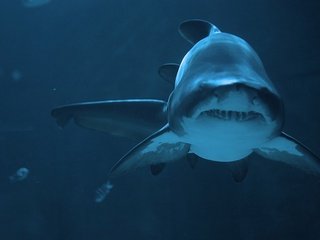 Обои хищник, глубина, акула, predator, depth, shark разрешение 1920x1200 Загрузить