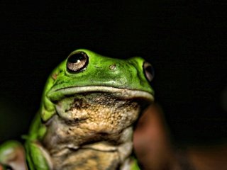 Обои лягушка, темный фон, жаба, frog, the dark background, toad разрешение 1920x1200 Загрузить