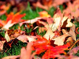 Обои трава, листья, осень, клен, grass, leaves, autumn, maple разрешение 2560x1600 Загрузить