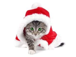 Обои новый год, котенок, белый фон, new year, kitty, white background разрешение 1920x1200 Загрузить