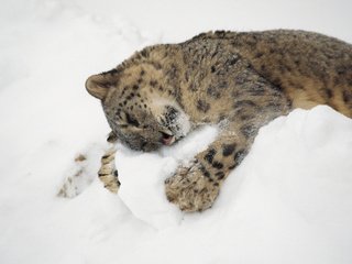 Обои снег, снежный барс, ирбис, snow, snow leopard, irbis разрешение 1920x1200 Загрузить