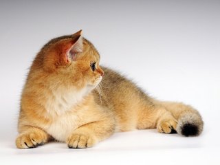 Обои кот, котенок, рыжик, cat, kitty, ginger разрешение 2560x1600 Загрузить