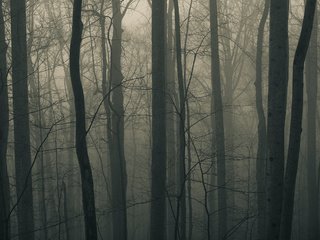 Обои деревья, природа, лес, пейзаж, туман, стволы, trees, nature, forest, landscape, fog, trunks разрешение 2560x1600 Загрузить