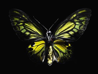 Обои бабочка, крылья, черный, butterfly, wings, black разрешение 1920x1200 Загрузить