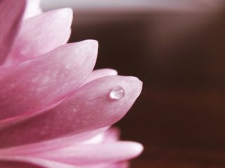 Обои макро, лепестки, розовый, хризантема, капля воды, macro, petals, pink, chrysanthemum, a drop of water разрешение 1920x1200 Загрузить