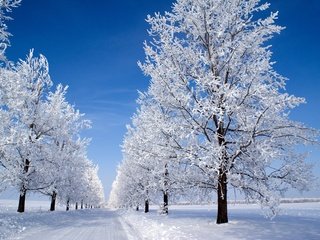 Обои небо, деревья, снег, зима, утро, голубое, snow morning, the sky, trees, snow, winter, morning, blue разрешение 3000x2008 Загрузить