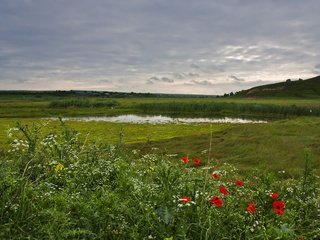 Обои цветы, луг, травы, flowers, meadow, grass разрешение 2560x1707 Загрузить