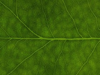 Обои зелёный, лист, green, sheet разрешение 3840x1200 Загрузить