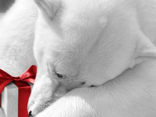 Обои животные, подарок, праздник, белый медведь, бантик, animals, gift, holiday, polar bear, bow разрешение 1920x1200 Загрузить