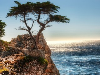 Обои скалы, дерево, океан, rocks, tree, the ocean разрешение 2560x1600 Загрузить