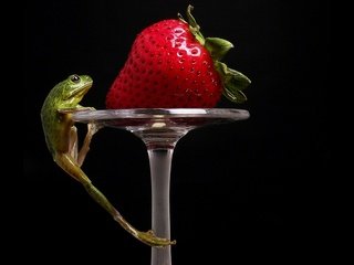 Обои клубника, лягушка, strawberry, frog разрешение 1920x1200 Загрузить