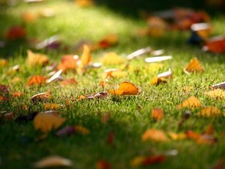 Обои трава, листья, осень, газон, опадают, grass, leaves, autumn, lawn, fall разрешение 2560x1600 Загрузить