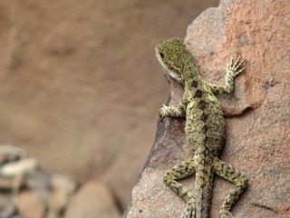 Обои камни, ящерица, австралия, stones, lizard, australia разрешение 2560x1600 Загрузить