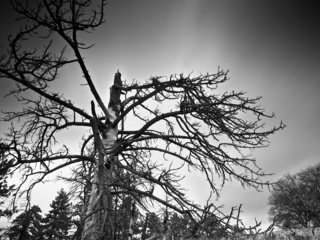 Обои дерево, ветки, чёрно-белое, черно-белая, tree, branches, black and white разрешение 1920x1200 Загрузить