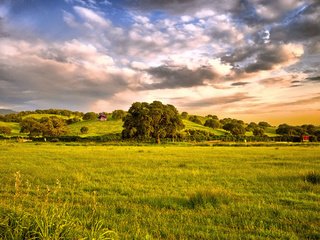 Обои небо, трава, дерево, тучи, поле, the sky, grass, tree, clouds, field разрешение 2560x1600 Загрузить