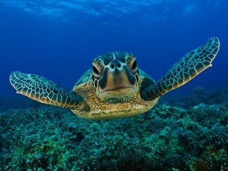 Обои глаза, морда, вода, море, черепаха, морская черепаха, eyes, face, water, sea, turtle, sea turtle разрешение 1920x1200 Загрузить