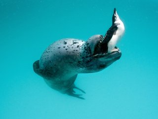 Обои пингвин, морской леопард, leopard seal, hydrurga leptonyx, antarctic peninsula, penguin, sea leopard разрешение 1920x1200 Загрузить