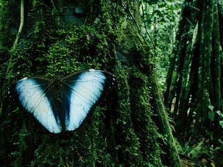 Обои дерево, бабочка, мох, madidi national park, боливия, tree, butterfly, moss, bolivia разрешение 1920x1200 Загрузить