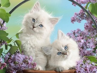 Обои цветы, пушистые, белые, котята, маленькие, flowers, fluffy, white, kittens, small разрешение 1920x1200 Загрузить