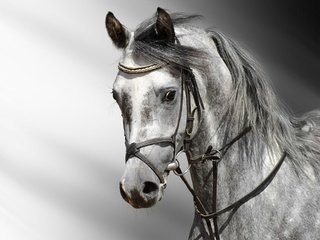 Обои лошадь, серая, конь, грива, голова, сбруя, horse, grey, mane, head, harness разрешение 1920x1440 Загрузить