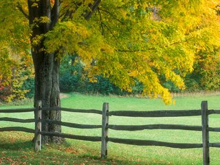 Обои дерево, осень, забор, tree, autumn, the fence разрешение 1920x1200 Загрузить