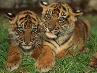 Обои тигр, маленькие, тигрята, полосатые, амурский тигр, tiger, small, the cubs, striped, the amur tiger разрешение 1920x1200 Загрузить