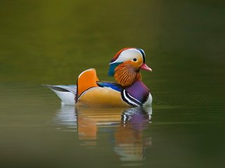 Обои птица, клюв, перья, птичка, утка, плавает, мандаринка, bird, beak, feathers, duck, floats, tangerine разрешение 1920x1200 Загрузить