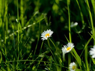 Обои цветы, трава, природа, макро фото, ромашки, flowers, grass, nature, macro photo, chamomile разрешение 2560x1600 Загрузить