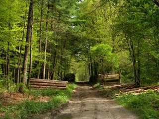 Обои дорога, лес, бревна, road, forest, logs разрешение 1920x1200 Загрузить