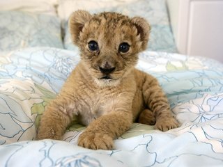 Обои котенок, хищник, дикие кошки, малыш, львёнок, детеныш, kitty, predator, wild cats, baby, lion, cub разрешение 2560x1707 Загрузить