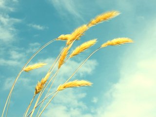 Обои небо, облака, лето, пшеница, колоски, лёгкость, the sky, clouds, summer, wheat, spikelets, ease разрешение 1920x1200 Загрузить