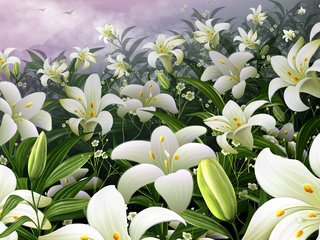 Обои цветы, сад, лилии, почки, flowers, garden, lily, kidney разрешение 1920x1200 Загрузить