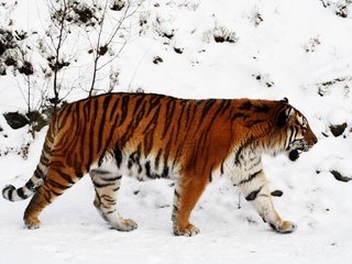 Обои тигр, снег, зима, тайга, tiger, snow, winter, taiga разрешение 1920x1200 Загрузить