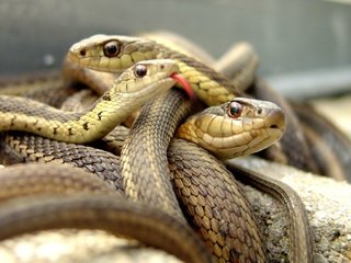 Обои змея, язык, змеи, рептилия, пресмыкающиеся, snake, language, snakes, reptile, reptiles разрешение 2560x1600 Загрузить