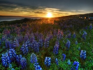 Обои цветы, закат, пейзаж, flowers, sunset, landscape разрешение 1920x1440 Загрузить