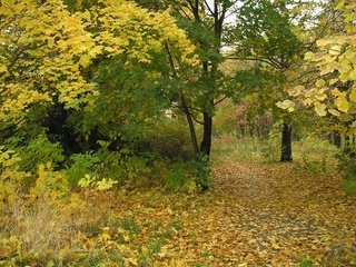 Обои деревья, листья, парк, ветки, осень, trees, leaves, park, branches, autumn разрешение 2048x1536 Загрузить