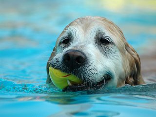 Обои вода, собака, лист, плывет, water, dog, sheet, floats разрешение 1920x1200 Загрузить