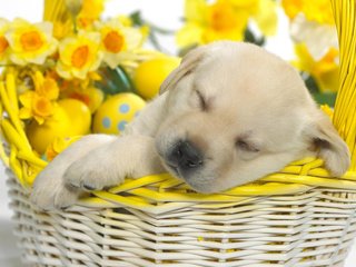 Обои щенок, корзина, пасха, puppy, basket, easter разрешение 1920x1200 Загрузить