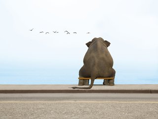 Обои слон, скамейка, чайки, elephant, bench, seagulls разрешение 5051x3998 Загрузить