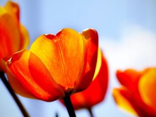 Обои красный, тюльпаны, red, tulips разрешение 1920x1200 Загрузить
