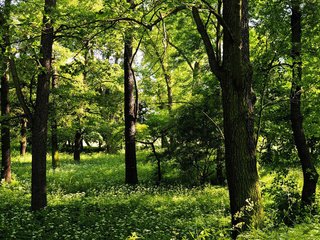 Обои деревья, зелень, лето, trees, greens, summer разрешение 1920x1200 Загрузить