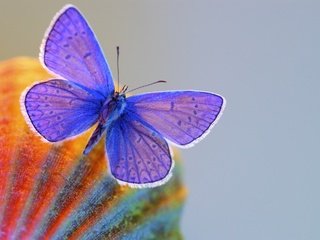 Обои макро, бабочка, крылья, серый фон, macro, butterfly, wings, grey background разрешение 3024x1998 Загрузить