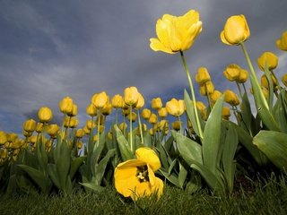 Обои желтый, цветок, тюльпан, yellow, flower, tulip разрешение 2560x1600 Загрузить