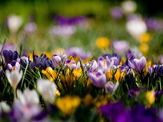 Обои цветы, поляна, весна, желтые, фиолетовые, крокусы, flowers, glade, spring, yellow, purple, crocuses разрешение 3648x2736 Загрузить