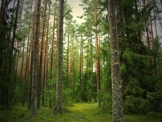 Обои лес, тропинка, сосны, ели, forest, path, pine, ate разрешение 2400x1600 Загрузить