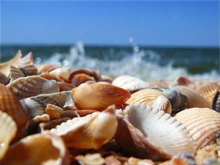 Обои вода, ракушки, water, shell разрешение 1920x1440 Загрузить