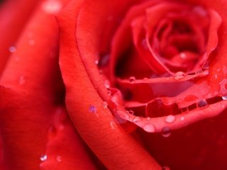 Обои роса, роза, алая, rosa, rose, scarlet разрешение 1920x1200 Загрузить